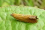 Lathronympha strigana