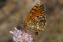 Melitaea deione