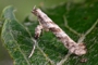 Caloptilia cuculipennella