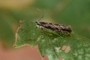 Phyllonorycter issikii