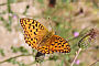 Argynnis adippe