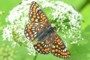 Euphydryas maturna