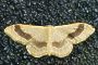 Idaea aversata