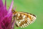 Melitaea aurelia