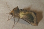 Diachrysia chrysitis