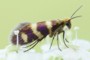 Micropterix aureatella