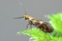 Micropterix tunbergella