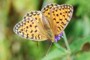 Argynnis niobe