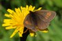 Erebia eriphyle