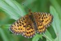 Boloria titania