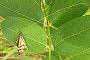 Nemophora degeerella