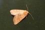 Atethmia centrago