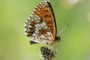 Melitaea britomartis