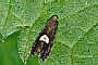 Pammene populana