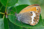 Coenonympha arcania