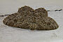 Ectropis crepuscularia