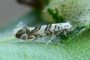 Phyllonorycter acerifoliella