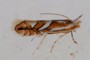 Phyllonorycter blancardella