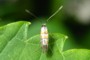 Phyllonorycter klemannella