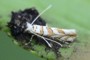 Phyllonorycter kuhlweiniella