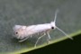 Phyllonorycter heegeriella