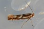 Phyllonorycter oxyacanthae