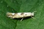 Phyllonorycter sagitella