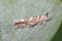 Phyllonorycter muelleriella