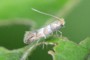 Phyllonorycter nicellii