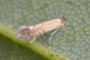 Phyllonorycter quercifoliella