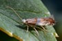 Phyllonorycter roboris