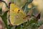 Colias croceus