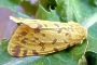 Rhyparia purpurata