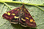 Pyrausta purpuralis