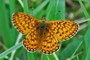 Boloria eunomia