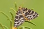 Arichanna melanaria