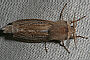 Phragmataecia castaneae