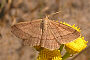 Scopula rubiginata