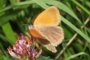 Coenonympha glycerion