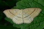 Cyclophora linearia