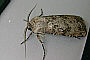 Agrotis segetum