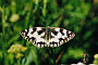 Melanargia galathea