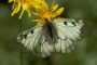 Parnassius mnemosyne