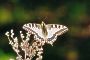 Papilio machaon