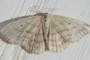 Scopula nigropunctata