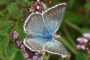 Polyommatus coridon