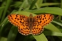 Boloria euphrosyne