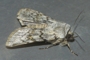 Agrotis simplonia