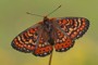 Euphydryas desfontainii