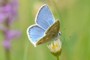 Polyommatus dorylas